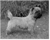 Bailey